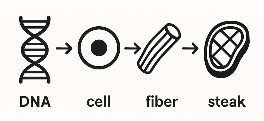 DNA → cell → fiber → steak